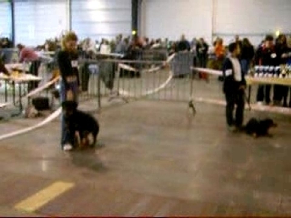 Exposition canine rottweiler 3
