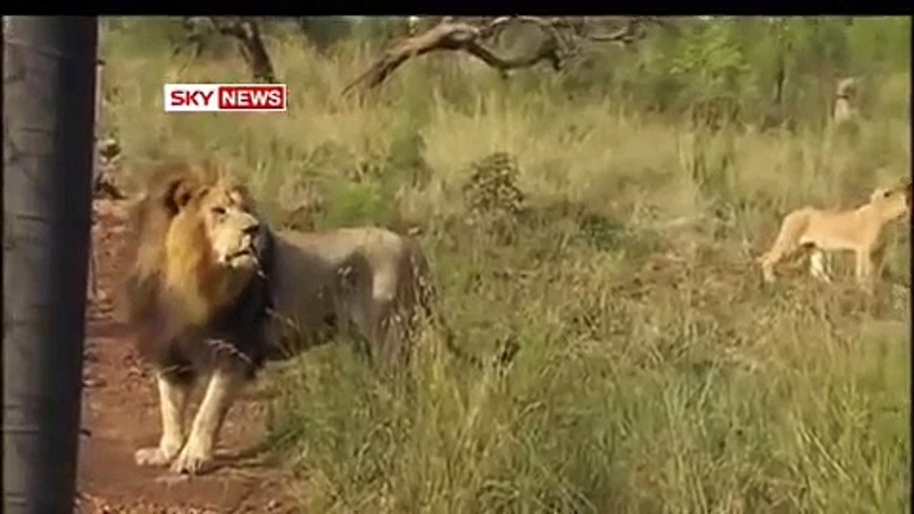 Lion Whisperer