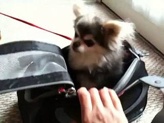 Dear Airlines: Let dogs and cats share the same pet carrier