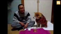 Perro no deja que su dueño tome alcohol