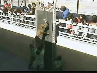 Evento Pitbull Cabildo Teleton 2006 - 2