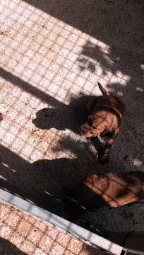 setter irlandais portee Cayenne/Filou