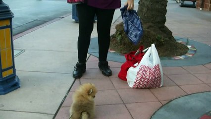 George Meets BOO!! My little Orange Sable Pomeranian Puppy