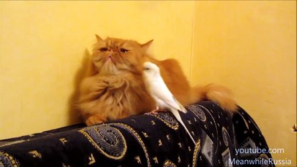 Parrot Relentlessly Annoying Cat