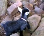 Baby Goats Playing On Rocks King Of The Mountain