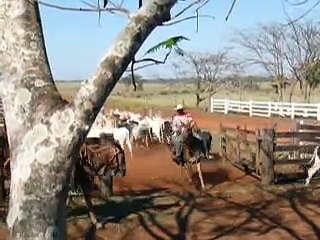 Gado Nelore e Cruza, Contagem, Corumbiara RONDONIA