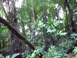 AIFS in Costa Rica - Zipling in the Canopy