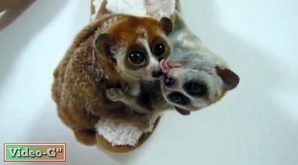 slow loris in love