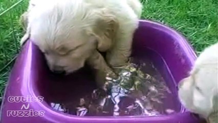 Puppy Falls Asleep in Water