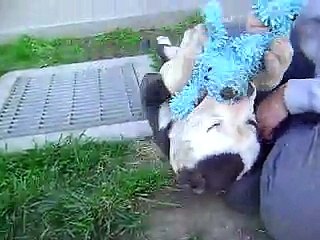 *BARNEY RUBBLE!* ADORABLE, friendly, sweet, and SILLY Pitbull/American Bulldog mix for adoption!