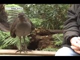 Very funny bird 