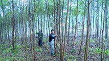 Ươm mầm cho trồng rừng bền vững ở Việt Nam