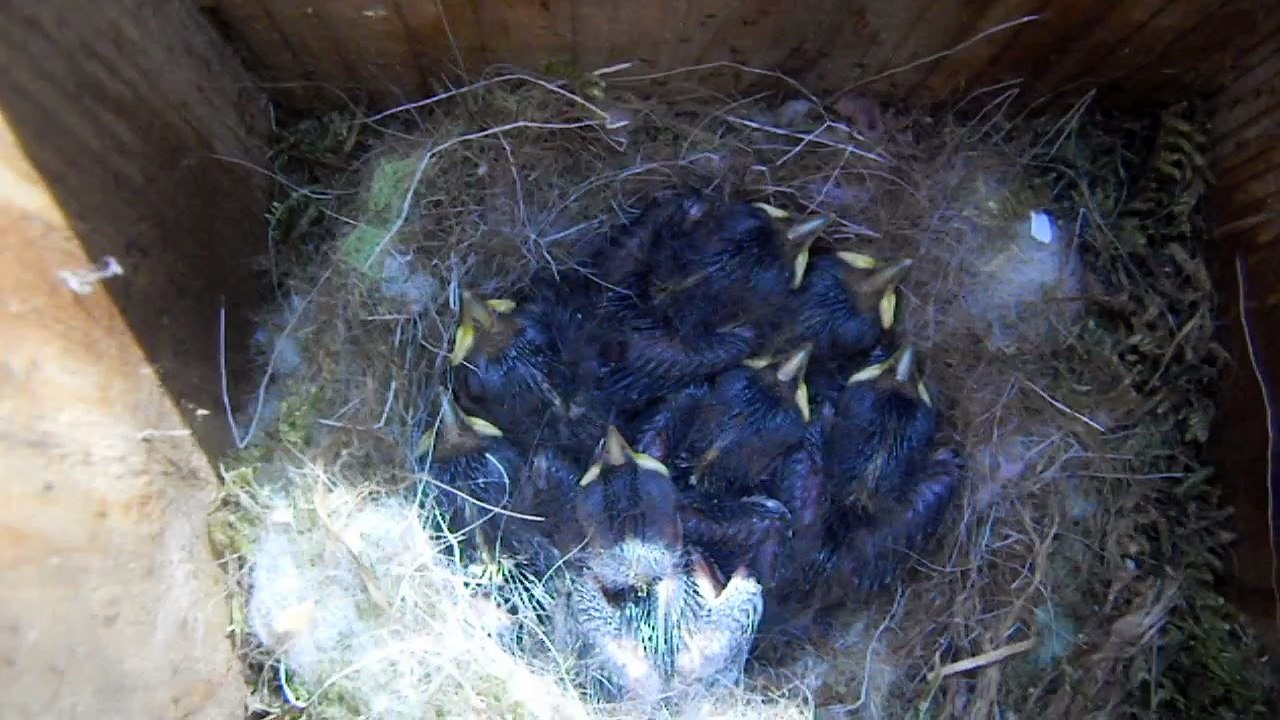 ヤマガラの子育て　孵化9日目　20150423 20150430 857