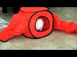 Our Ferrets with their Christmas Presents