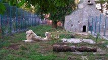 2011. 09. 14. Beli lavovi Vambo, Sumba i mala Nadja - ZR - Beo Zoo Vrt