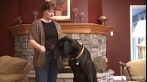 US Great Dane is Guinness World Record holder for tallest dog