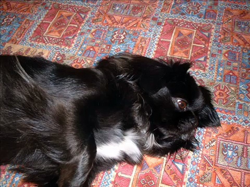 tibetan spaniel Briciola