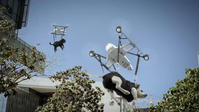 Livraison de chiots avec des drones