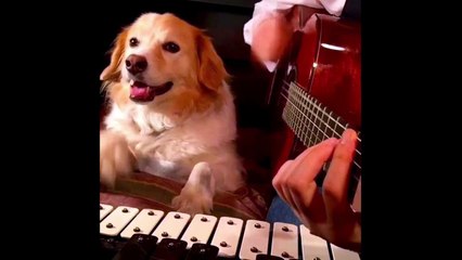 Trench and Maple Collabs Vine Compilation