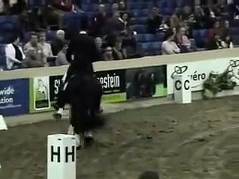 Friesian stallion Jasper 366 Dressage