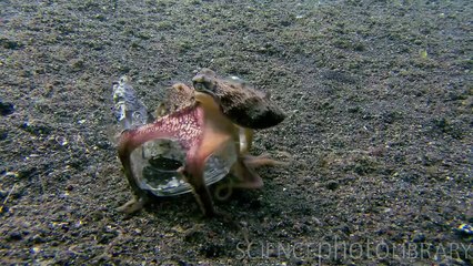 Amazing Veined Octopus Demonstrates Tool-Using Skills 🐙