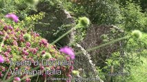 'Insects of Dordolla' - Val Aupa Italy, June 2011. HD high-speed butterfly wildlife film