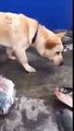 Un chien tente de sauver des poissons