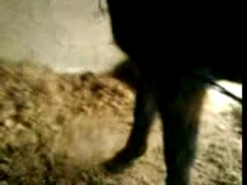 Jambette pepito anterieur gauche