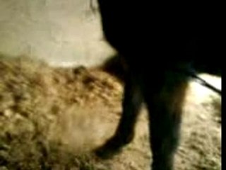 Jambette pepito anterieur gauche