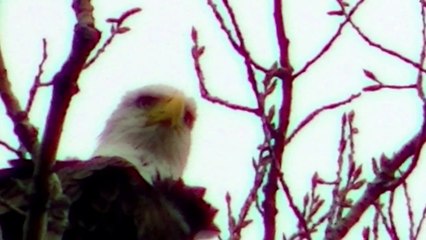 HD Beautiful North American Bald Eagle !in HD 1080 P