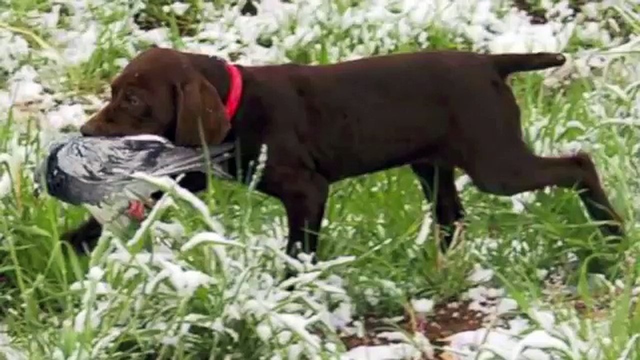 An Excerpt from Dogsteps by Rachel Page Elliott