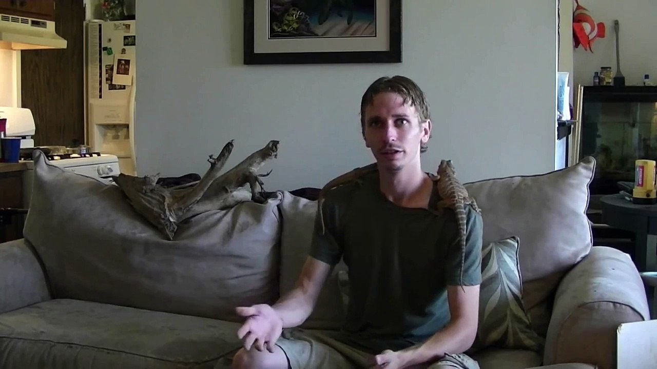 Bearded Dragons As Pets