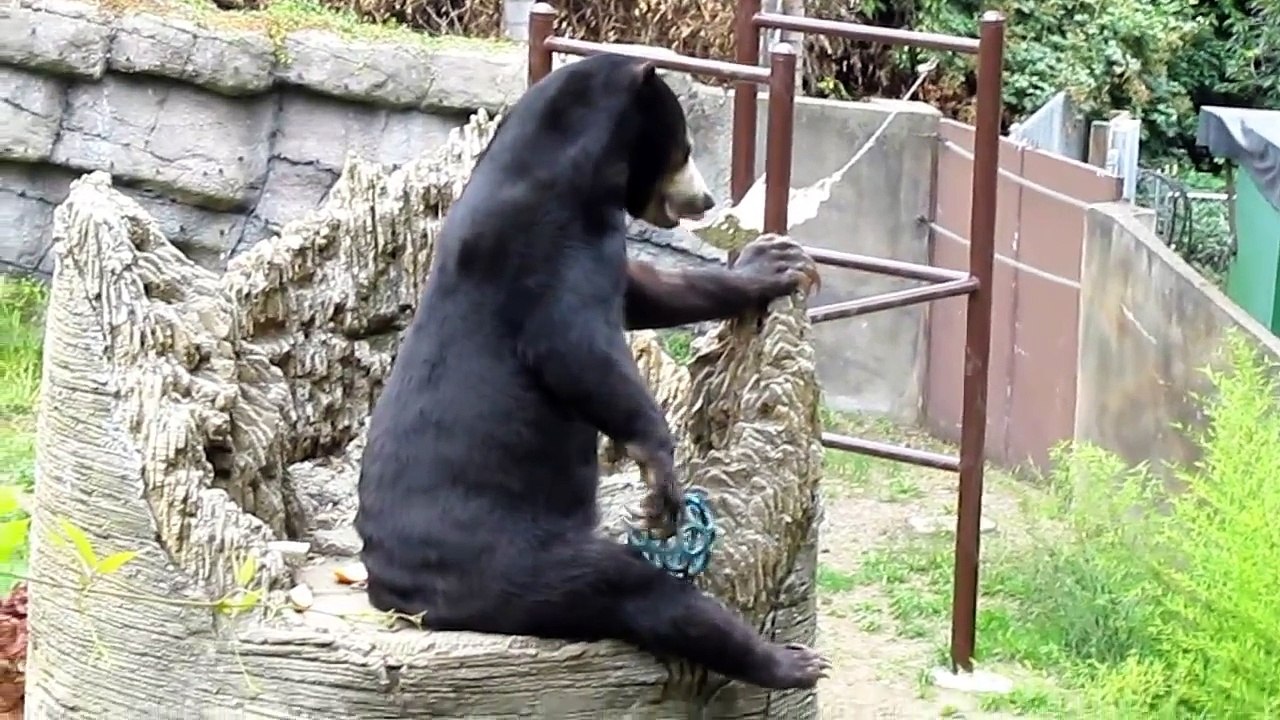 Possible Tool use by a sun bear Ting Ting (Oakland Zoo)
