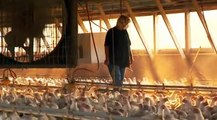 Les Alimenteurs - Elevage industriel de poulets.avi