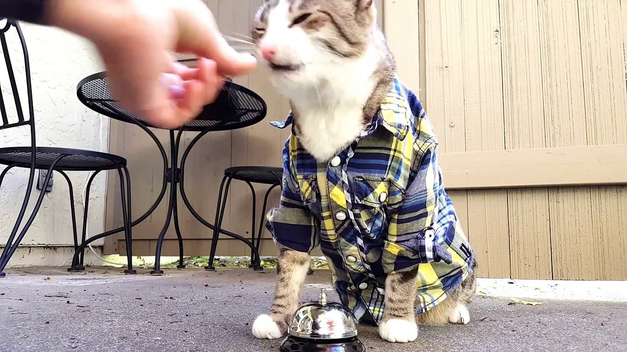 Clever Cat