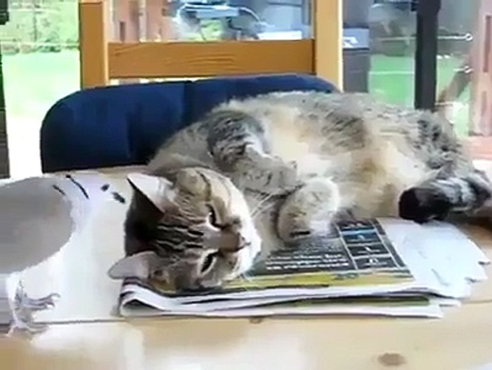 Daring bird taunting lazy cat