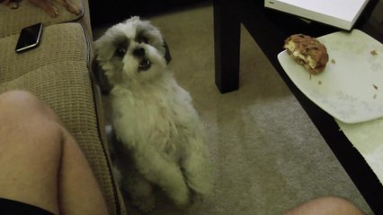 Милый попрошайка