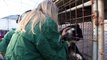 South Korea Dogs Rescued from Dog Meat Farm