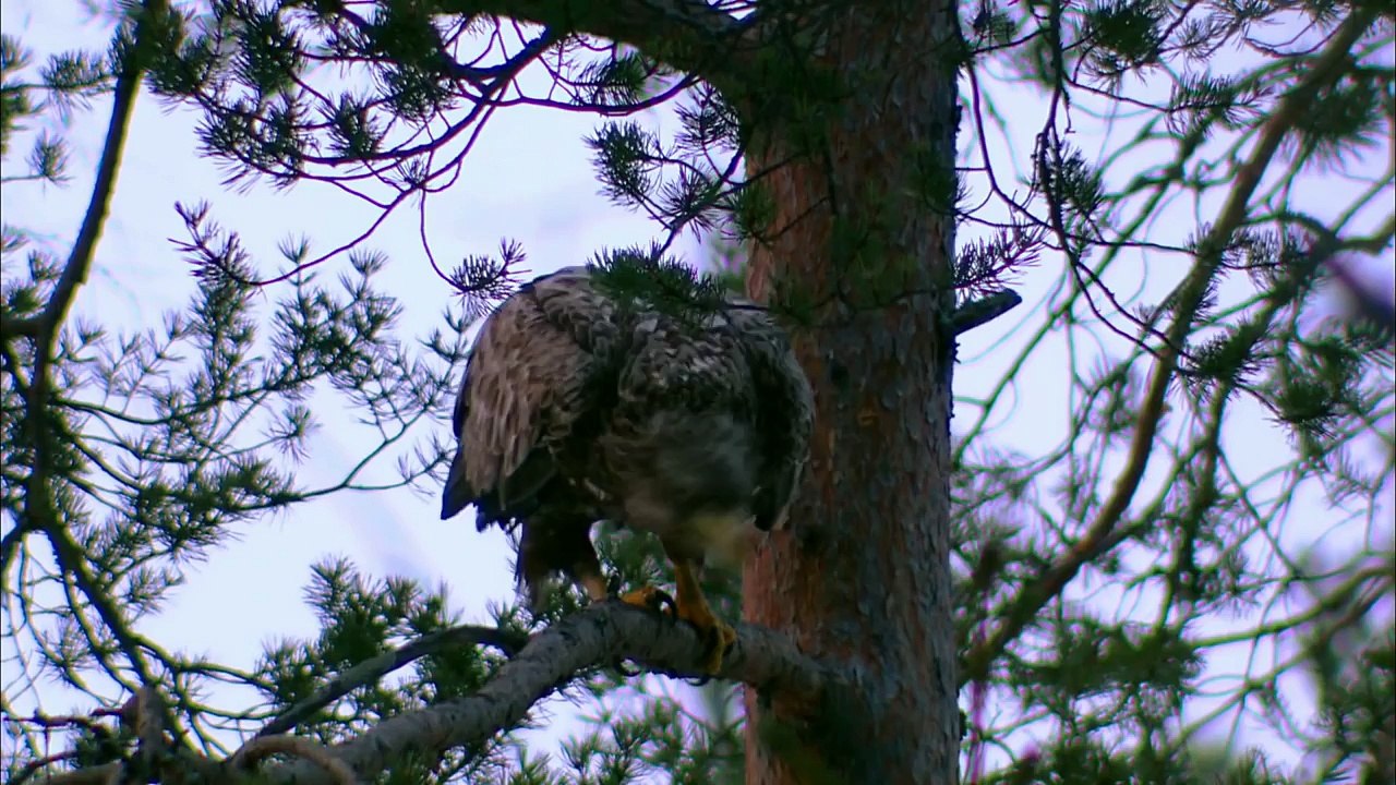 Expeditionen ins Tierreich - Finnland: Braunbär (HD)