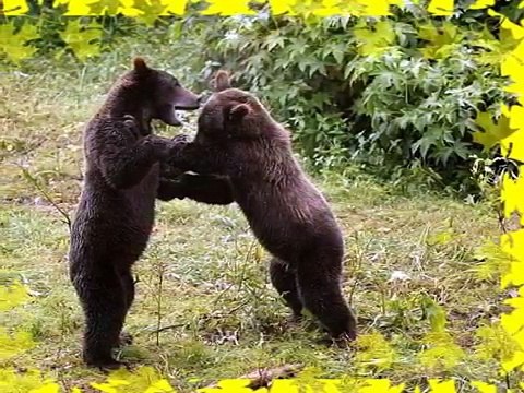 Голодный медведь не пляшет и не поет~Chris Norman&Suzi Quatro