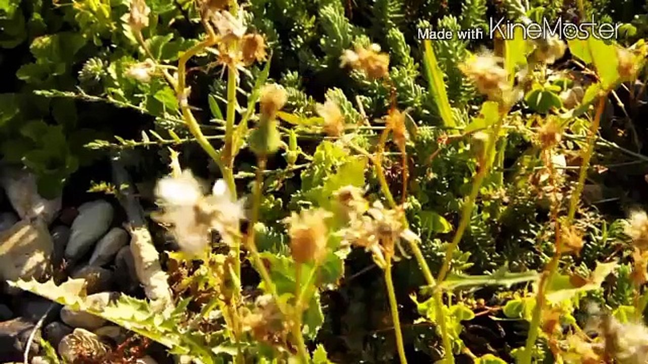 SON DÖVÜŞÇÜ/ THE FIGHTER