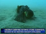 Coconut-carrying octopus stuns scientists