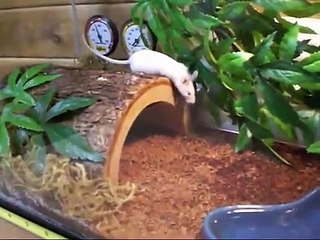 Goliath Bird Eating spider