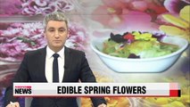 Edible spring flowers brighten seasonal dishes in Korea