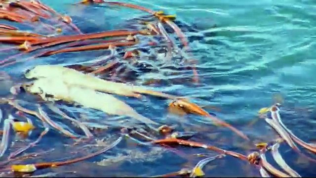 Wild Orcas of Puget Sound