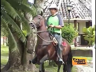 Caballos Paso Fino Colombiano - Programa Campo y Ciudad