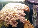 The Largest Hammer Coral in Captivity