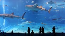 l'acquario più grande del mondo / pesci e natura