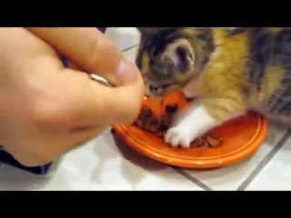 KLEINE CUTZE WIRD METT WENN MAN SIE STÖRT :3