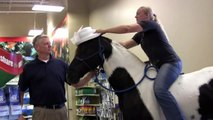 Horses in Petsmart bridle-less and bareback. Leo is a 4 time World Champion in 3 breeds.